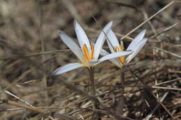 Image of Crocus alatavicus Regel & Semen.