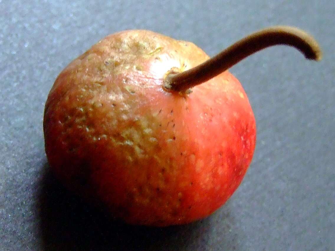 Image of True Fig Shell