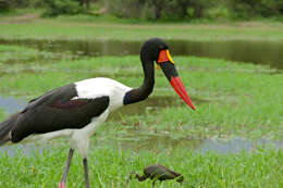 Image of Saddle-billed Stork