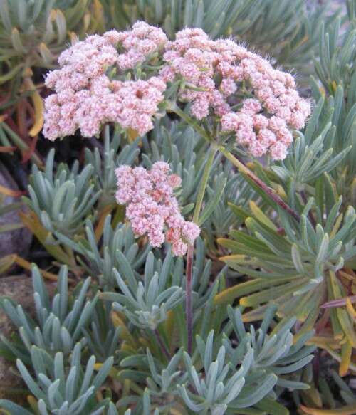 Imagem de Eriogonum arborescens Greene