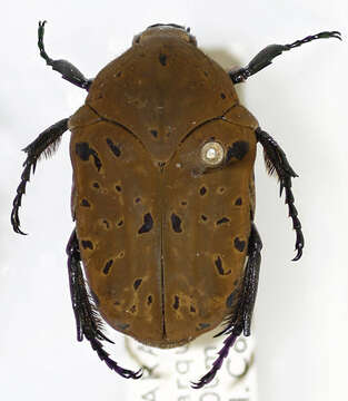 Image of flower beetles