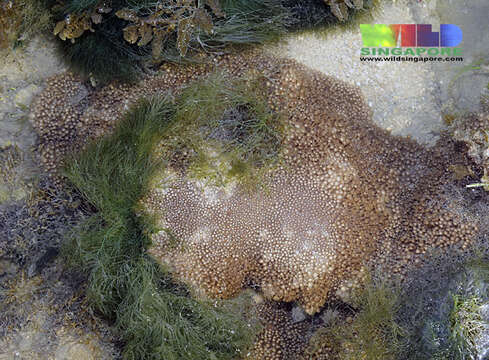 Image of Flowerpot corals