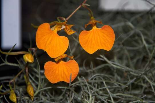 Plancia ëd Comparettia speciosa Rchb. fil.