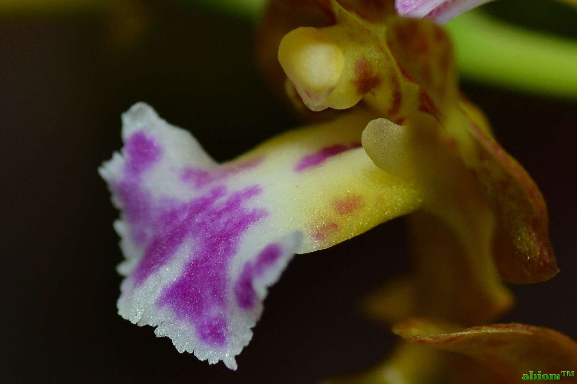 Image of Vanda flabellata (Rolfe ex Downie) Christenson