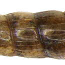 Image of Acicula lineata (Draparnaud 1801)