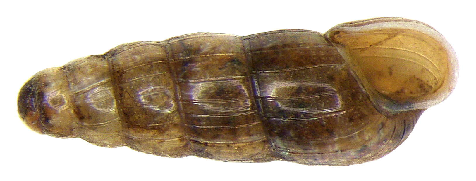 Image of Aciculidae