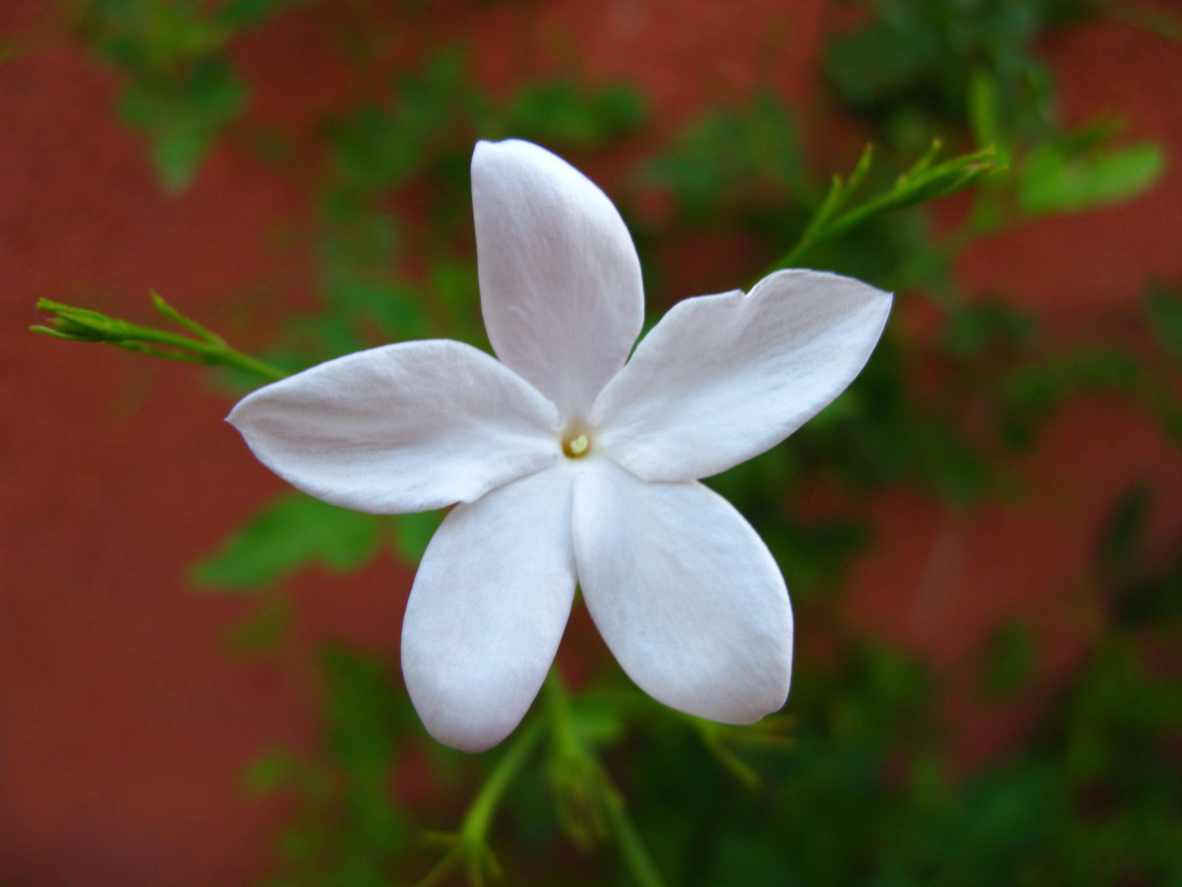 Image of jasmine