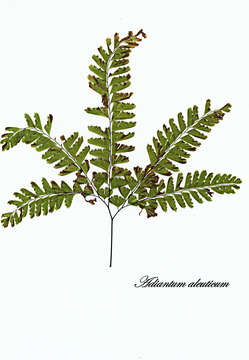 Image of Aleutian maidenhair