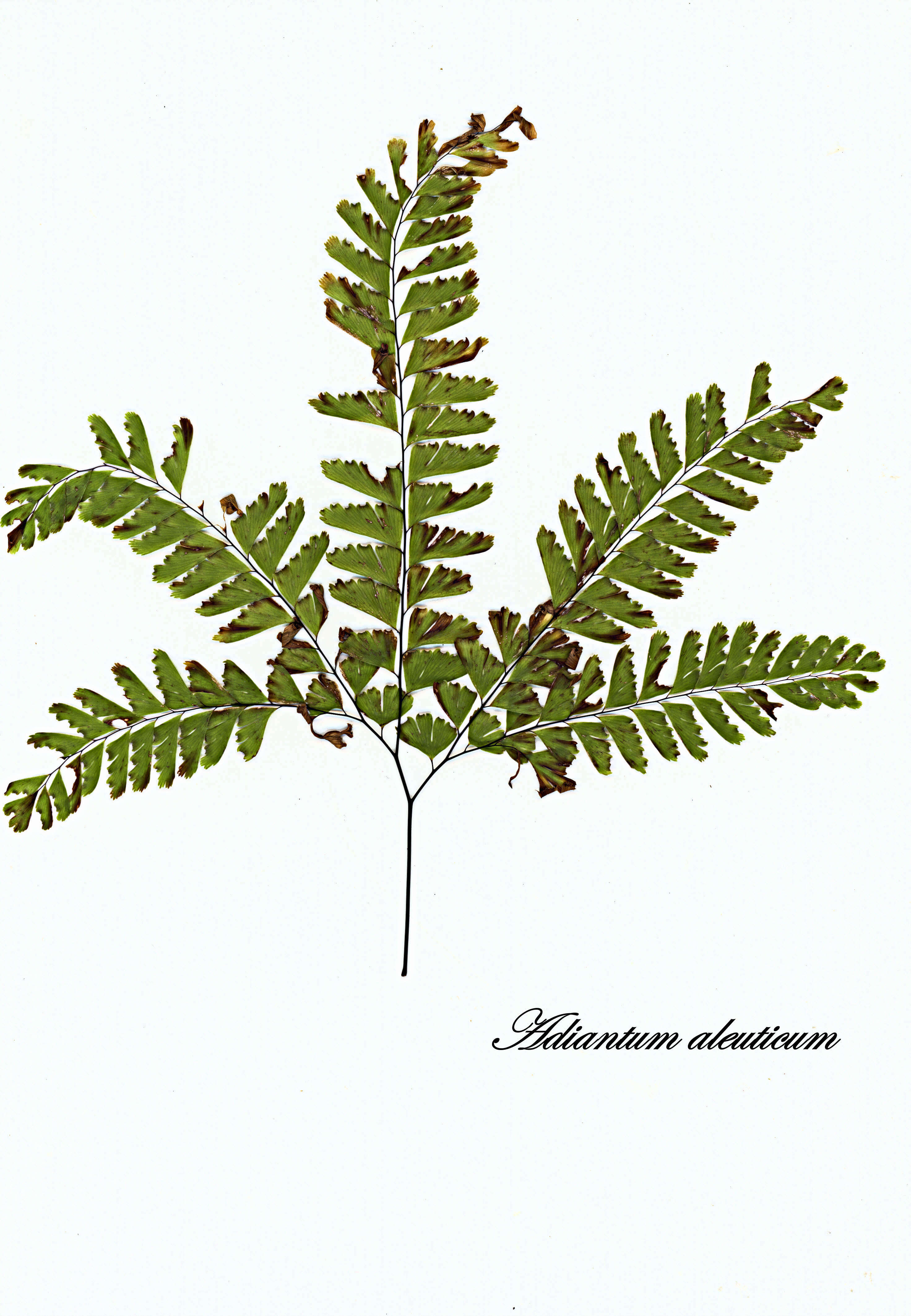 Image of maidenhair fern