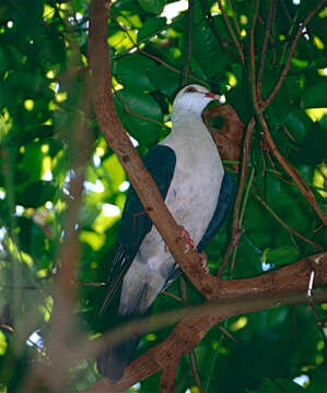 Image of White-headed Pigeon