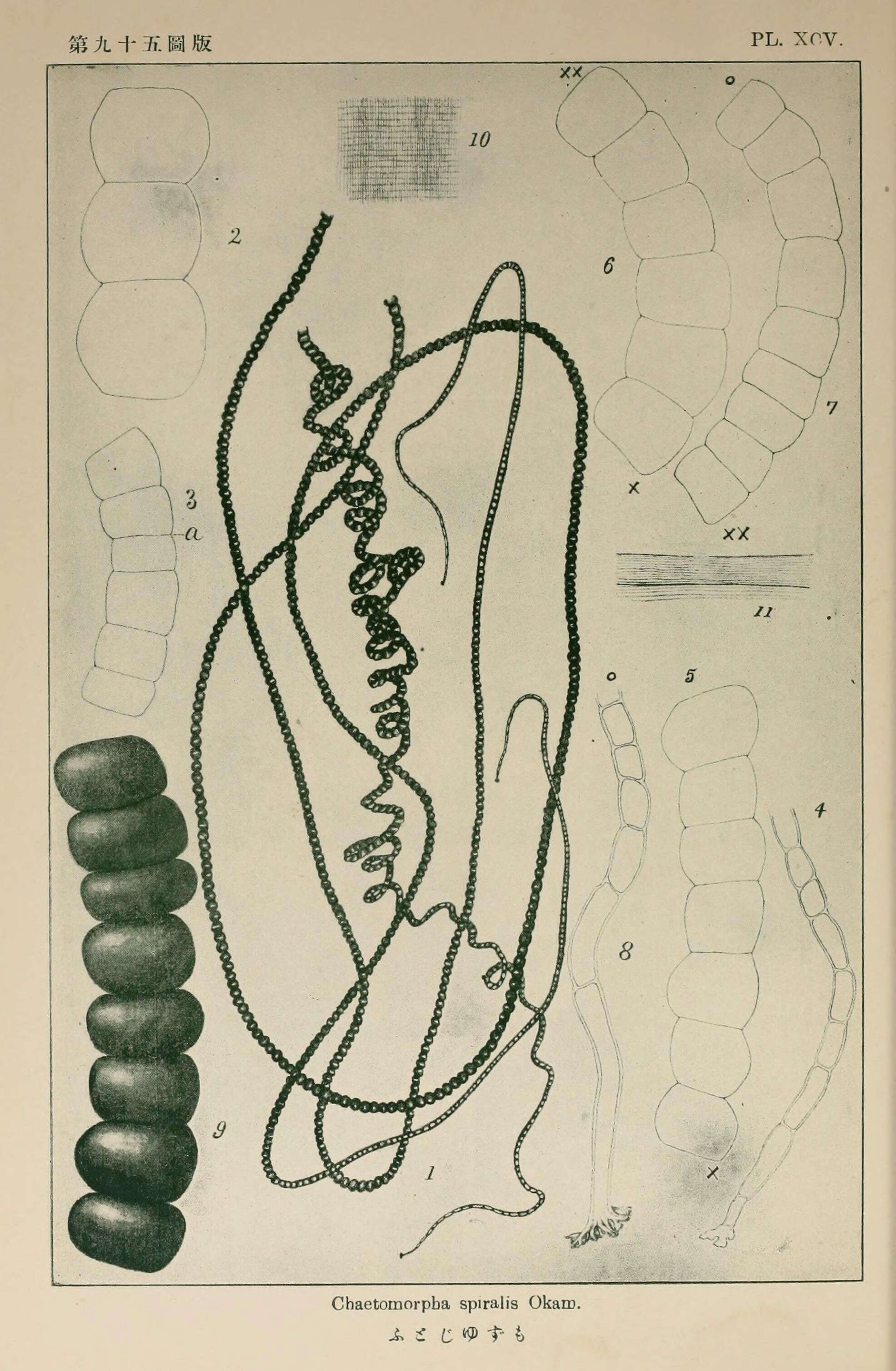 Image de Chaetomorpha Kützing 1845