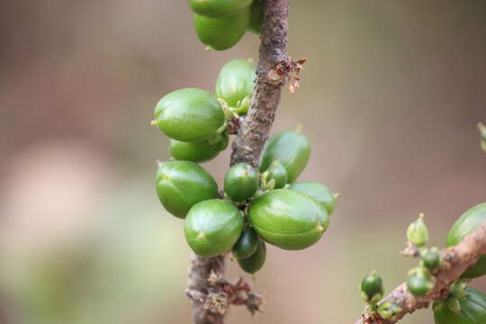 Image of Casearia ovata (Lam.) Willd.