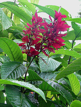 Image of Brazilian red-cloak