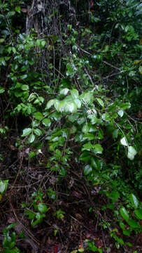 صورة Niedenzuella sericea (A. Juss.) W. R. Anderson