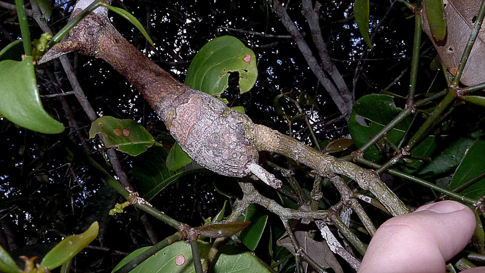 Image of Mistletoe