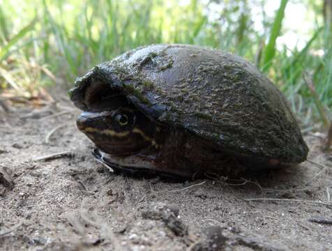 Image of Sternotherus