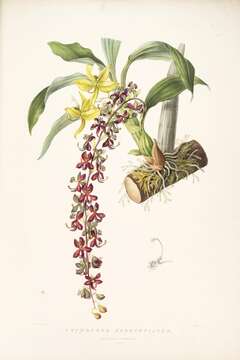 Image of orchid