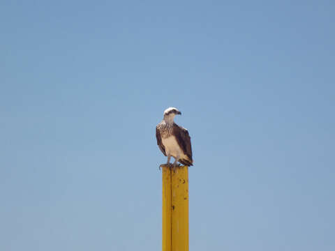 Image of ospreys