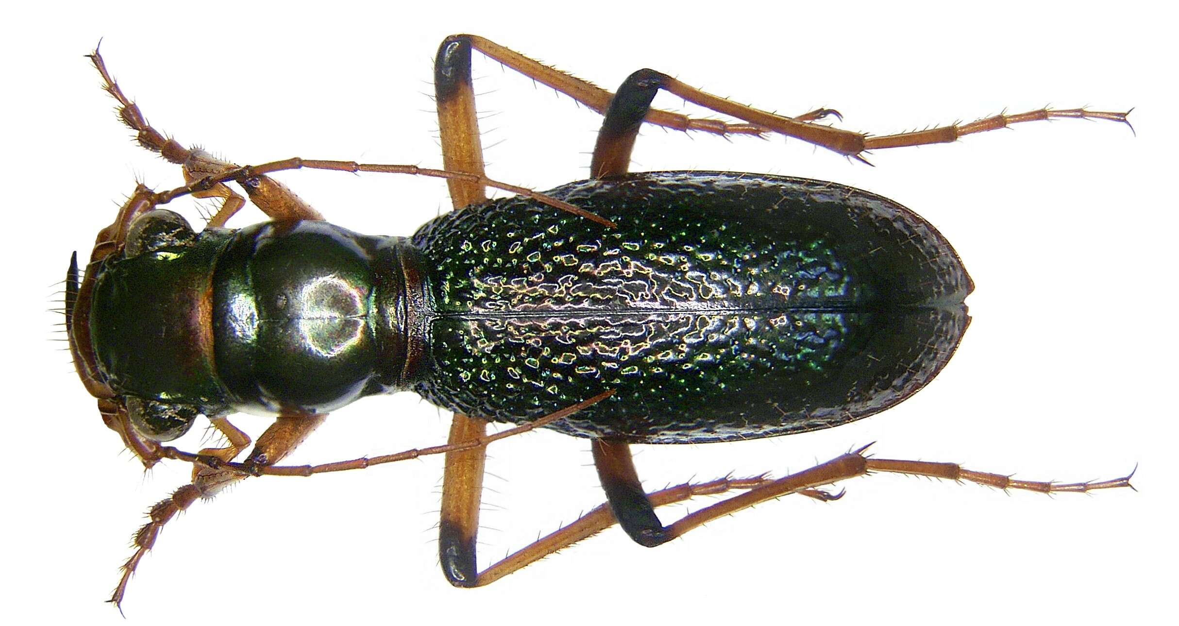 Image of Megacephala