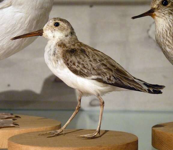 Image of Calidris Merrem 1804