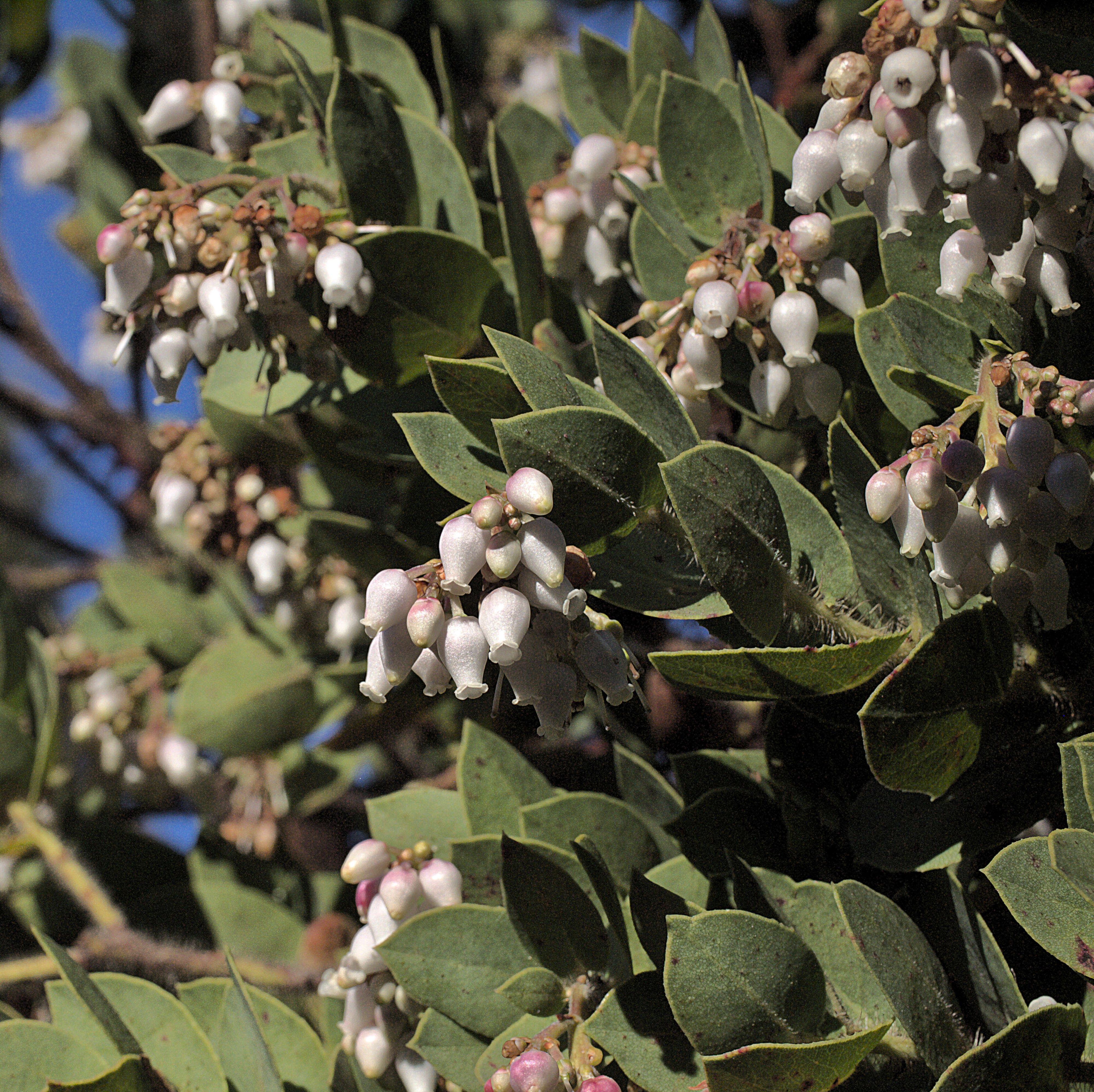 Image de Arctostaphylos refugioensis Gankin