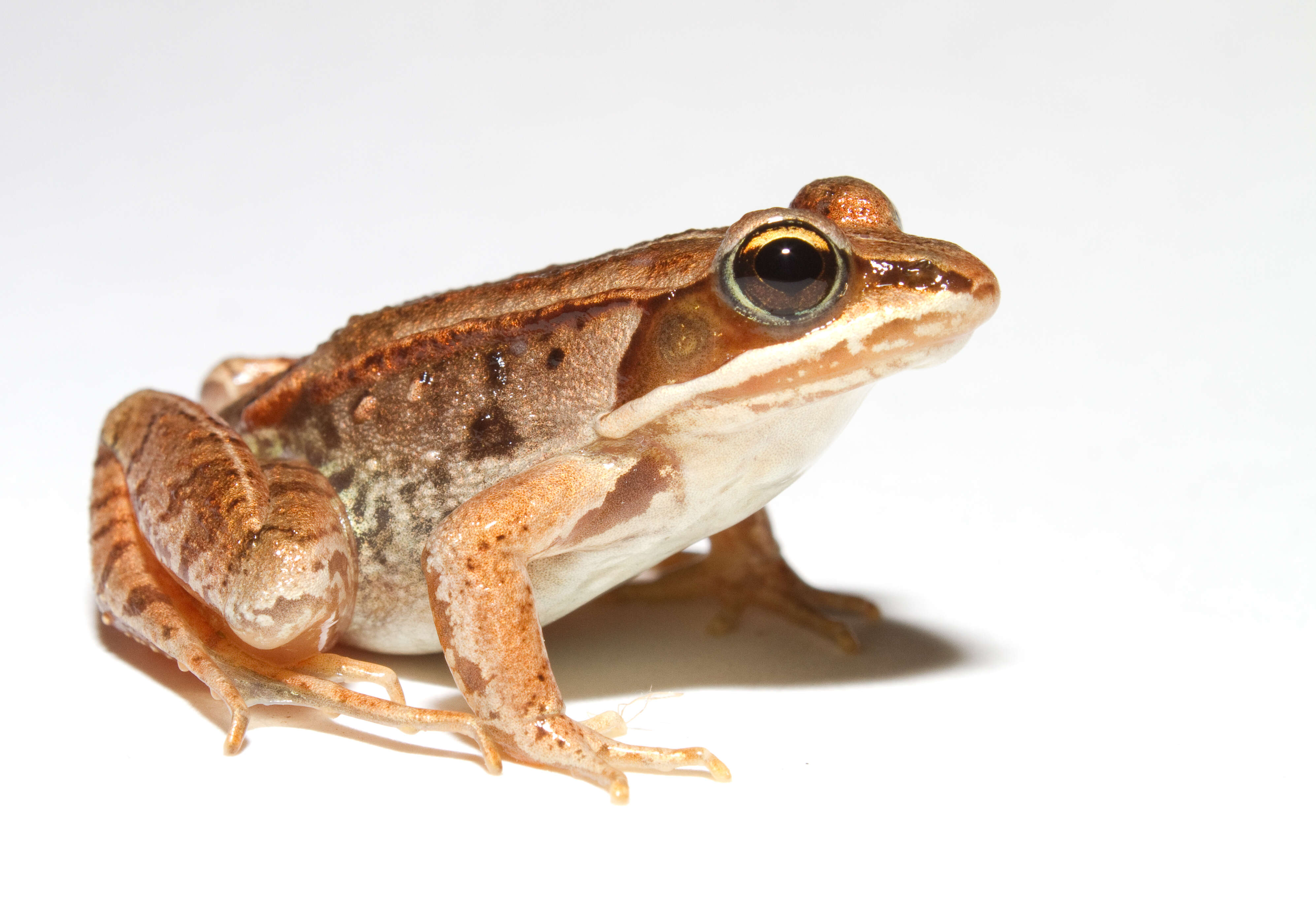 Image of Wood Frog