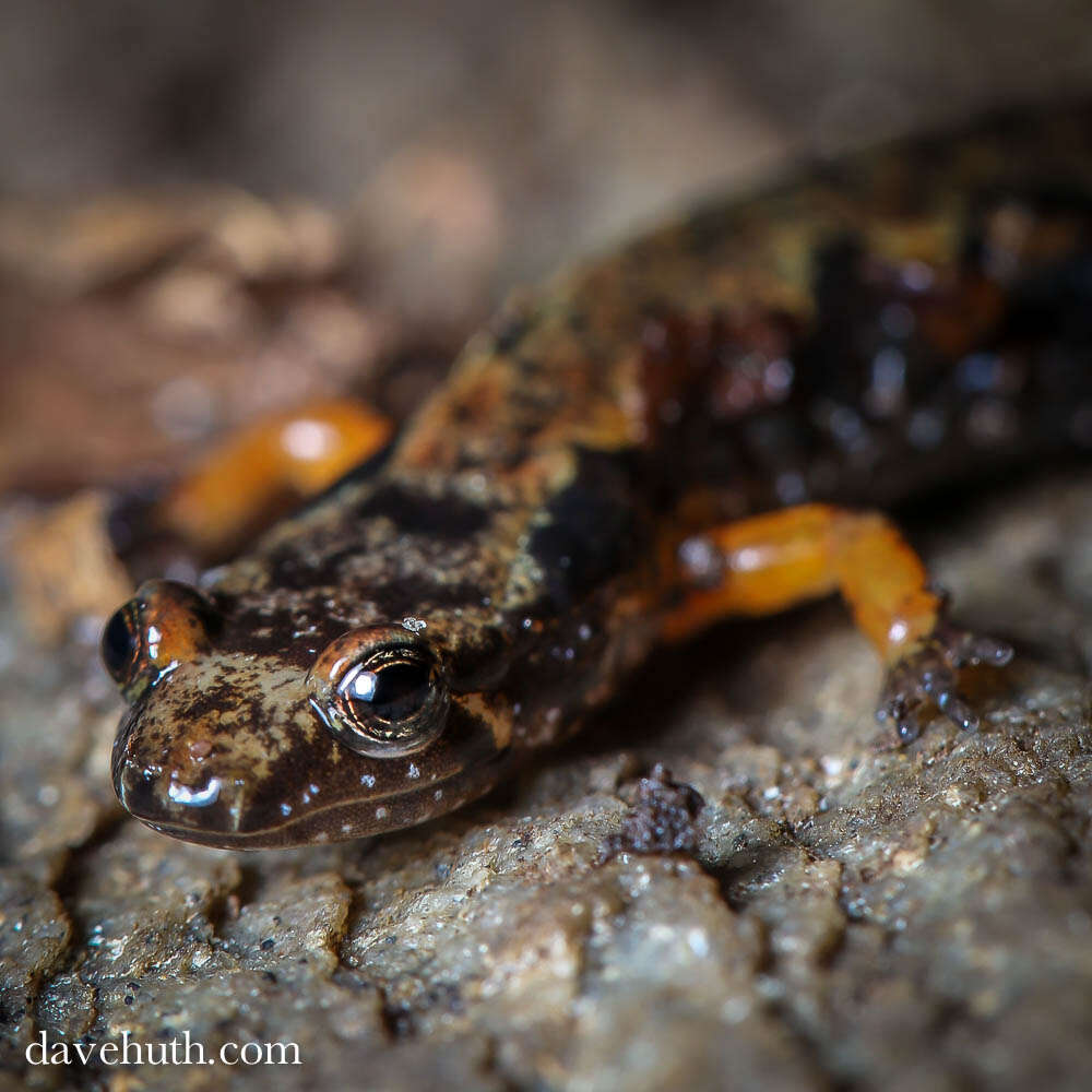 Image of dusky salamanders