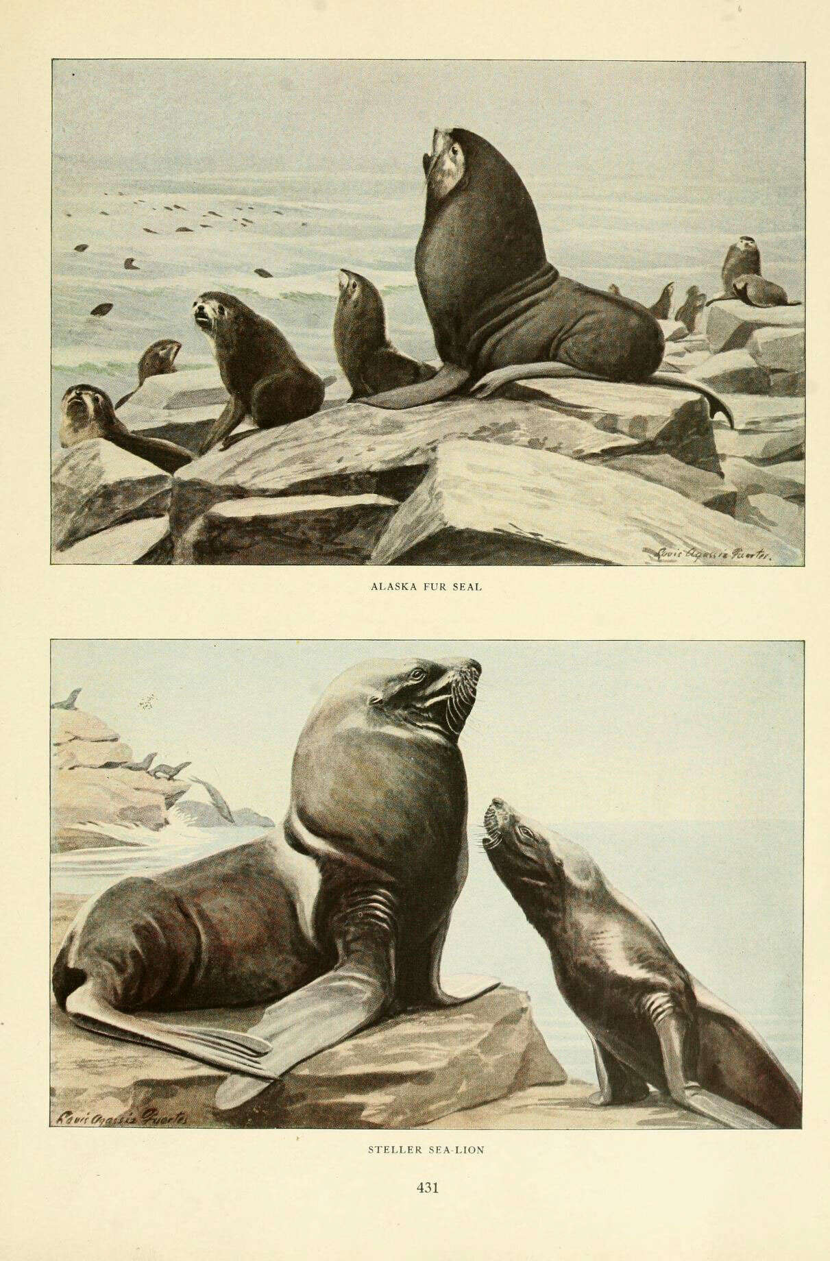 Plancia ëd Callorhinus J. E. Gray 1859