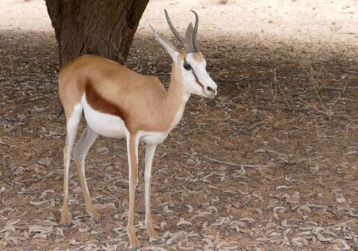 Image of Springbok