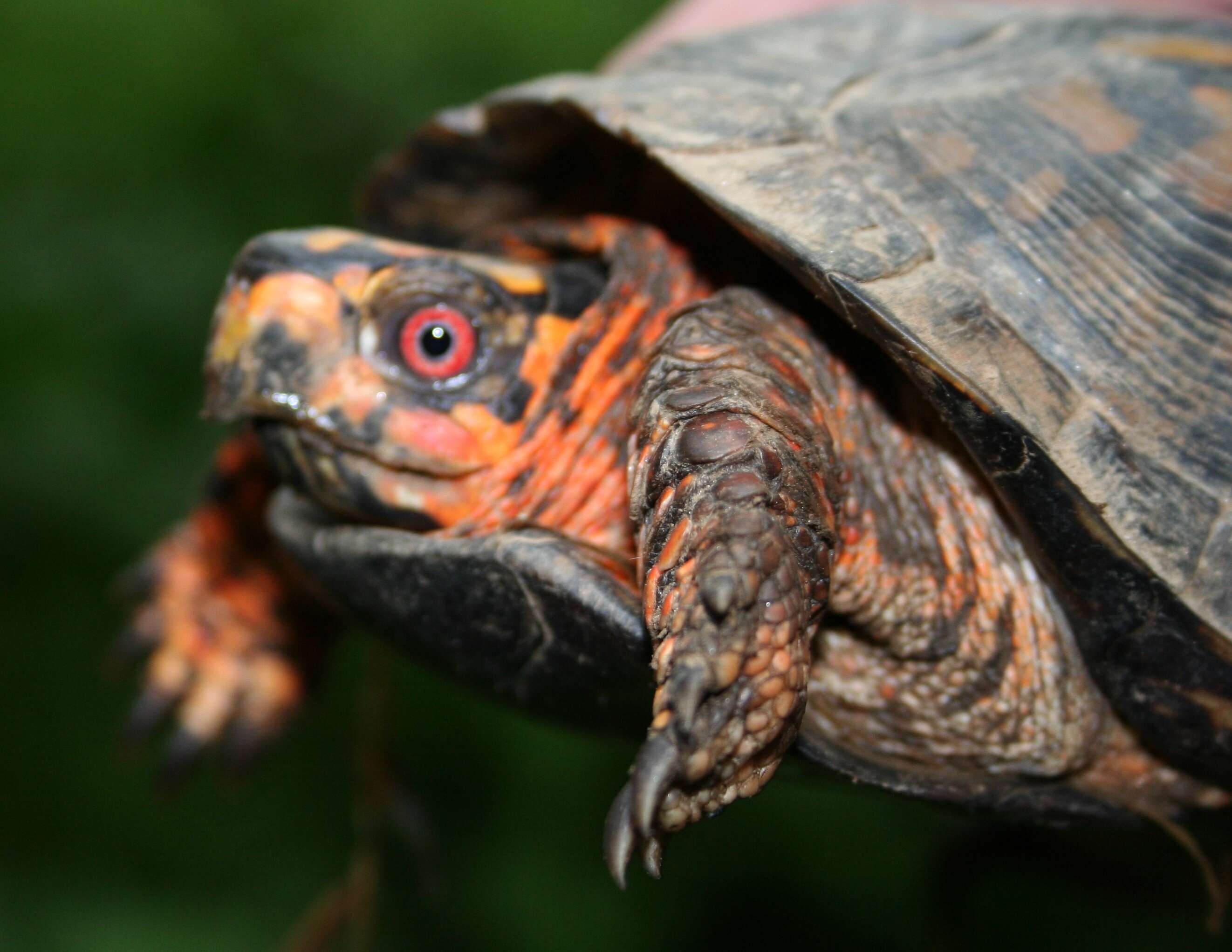 Image of Eastern box turtle