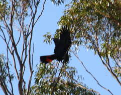 Image of Calyptorhynchus Desmarest 1826