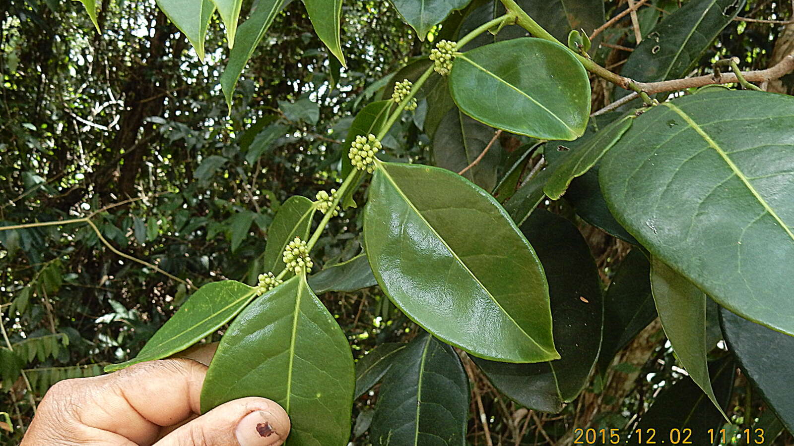 Image of Casearia melliodora Eichler