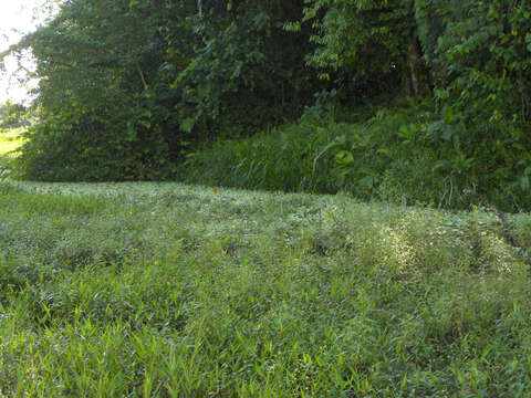 Image of pistia