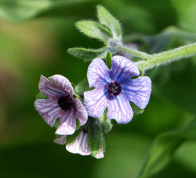 Image of blue hound's tongue