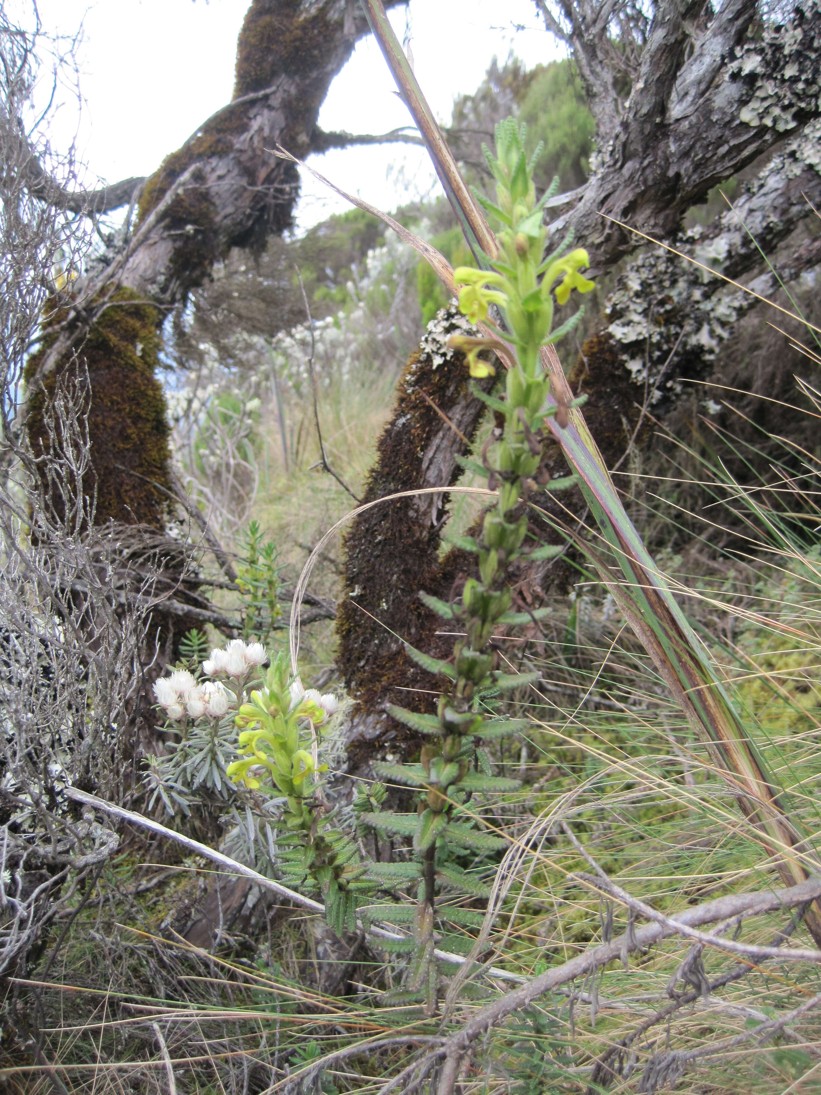 Plancia ëd Hedbergia