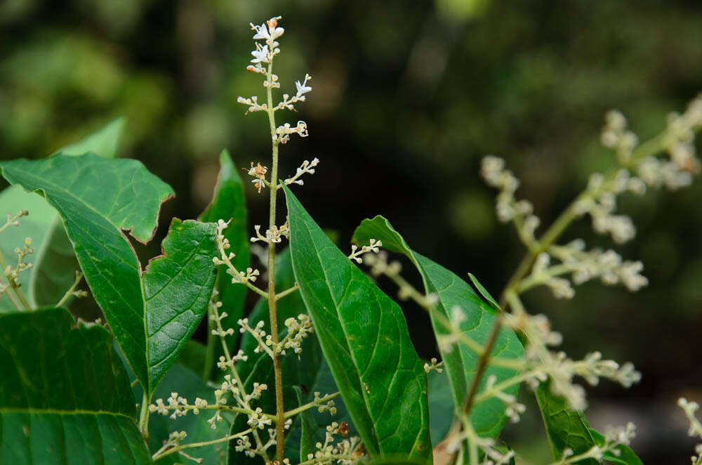 Plancia ëd Ligustrum