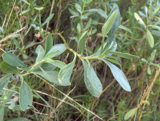 Image of seaside tansy