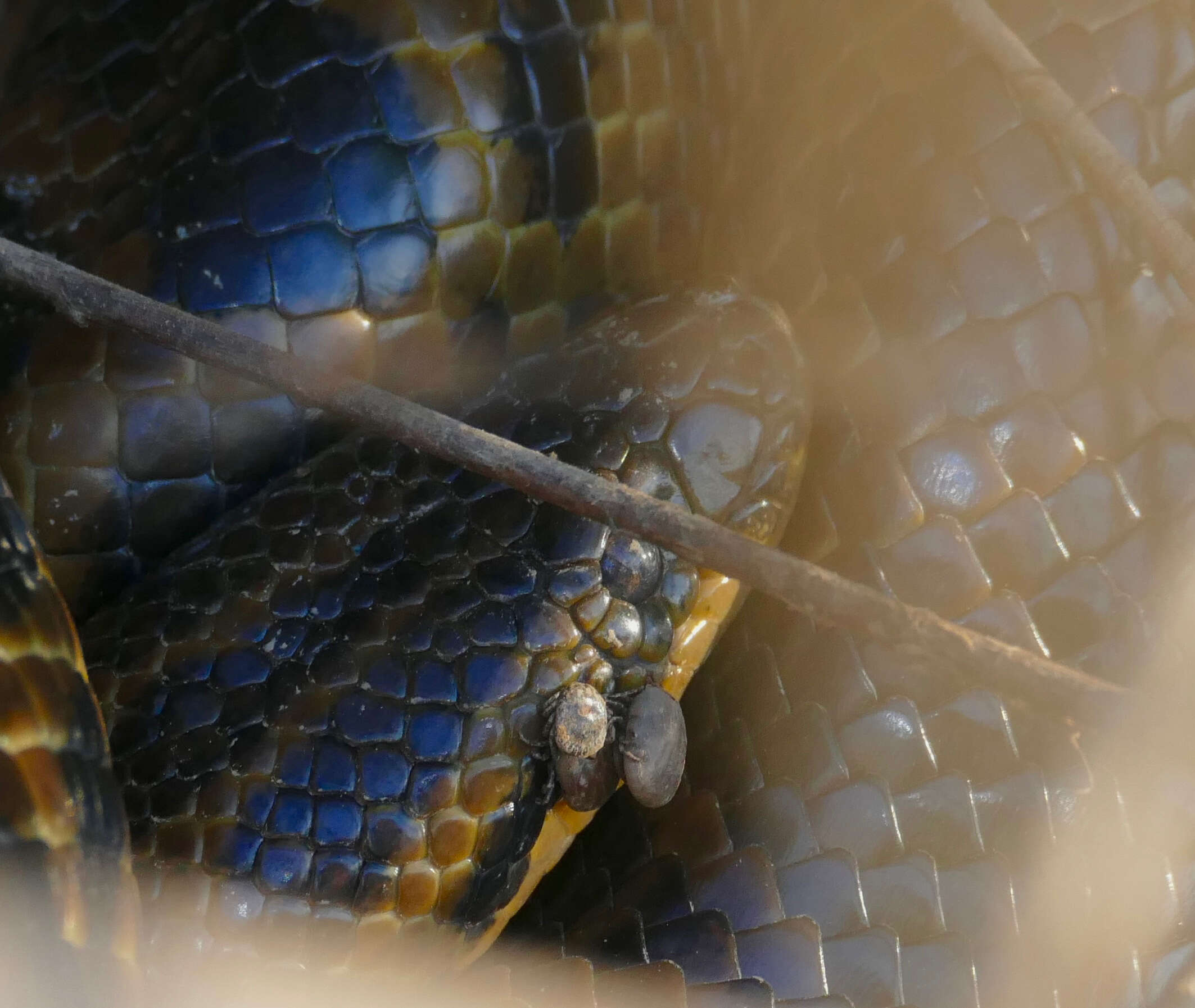 Image of Yellow anaconda