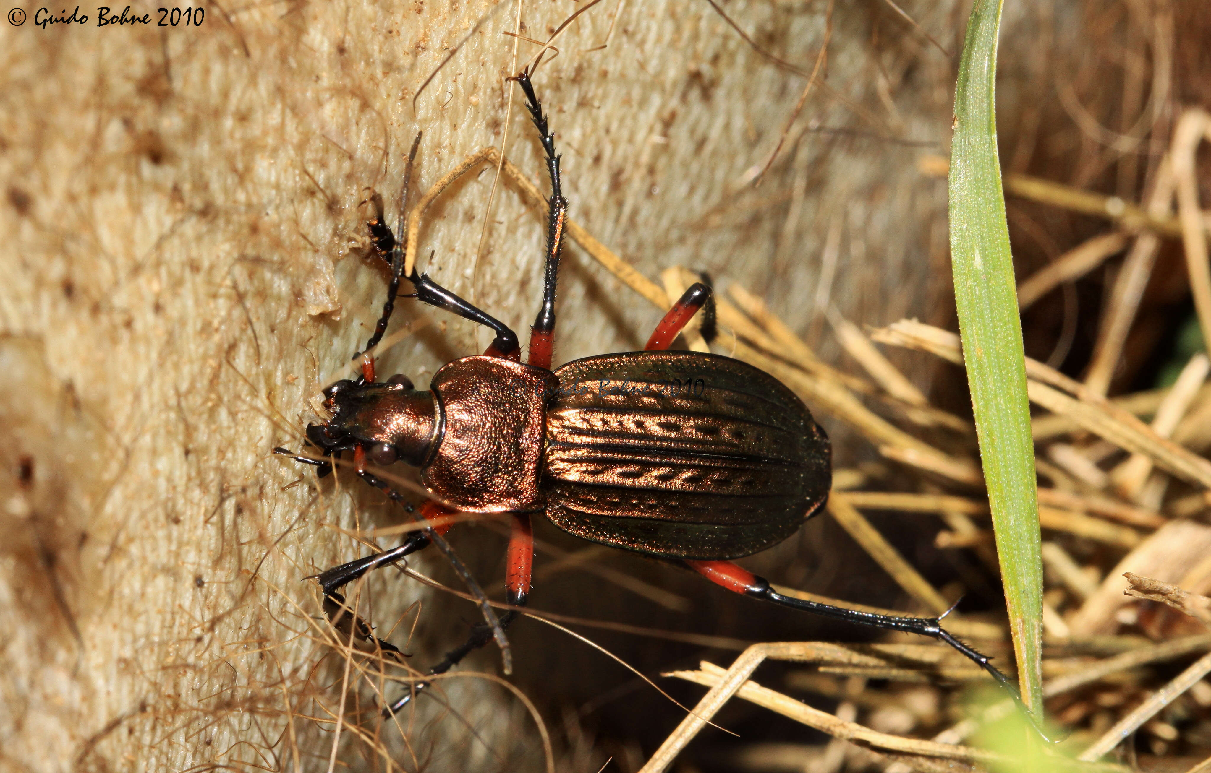 Image of true ground beetle genus