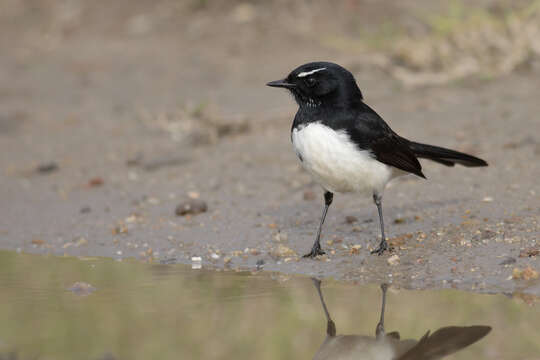 Image of Willie Wagtail