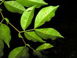 Image of Macrolobium costaricense W. C. Burger