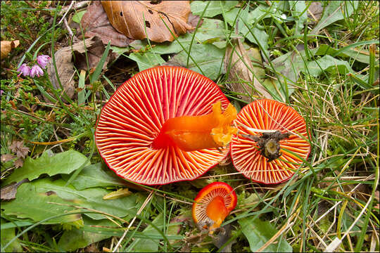 Image of Hygrocybe coccinea (Schaeff.) P. Kumm. 1871