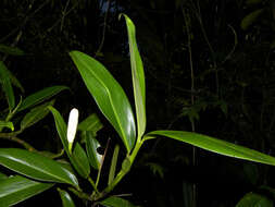 Stenospermation marantifolium Hemsl. resmi