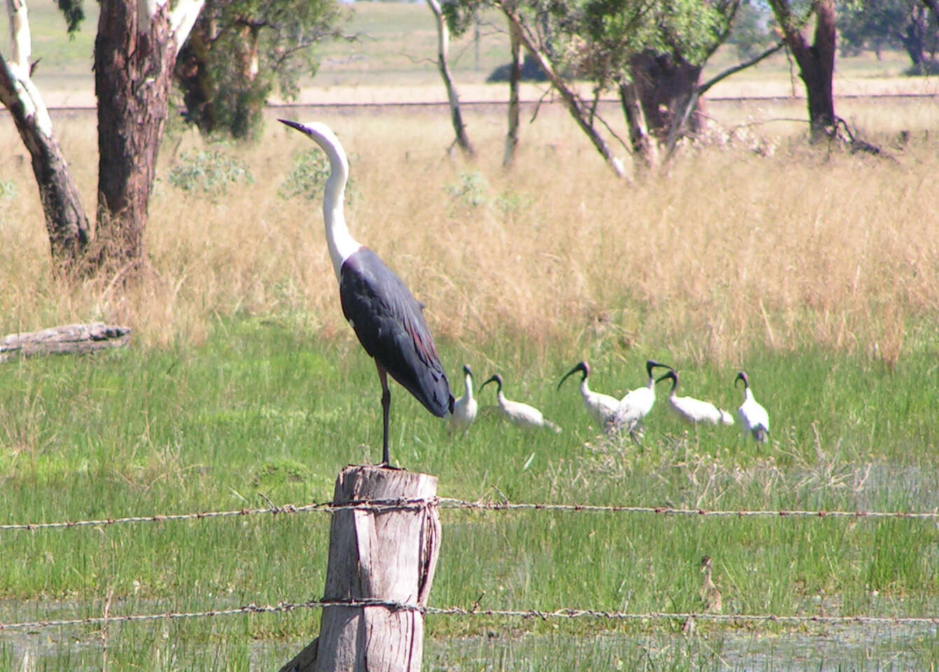 Image of Pacific Heron