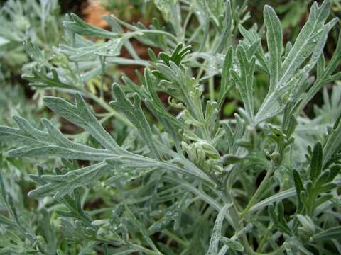 صورة Artemisia australis Less.