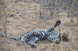 Image of Leopard