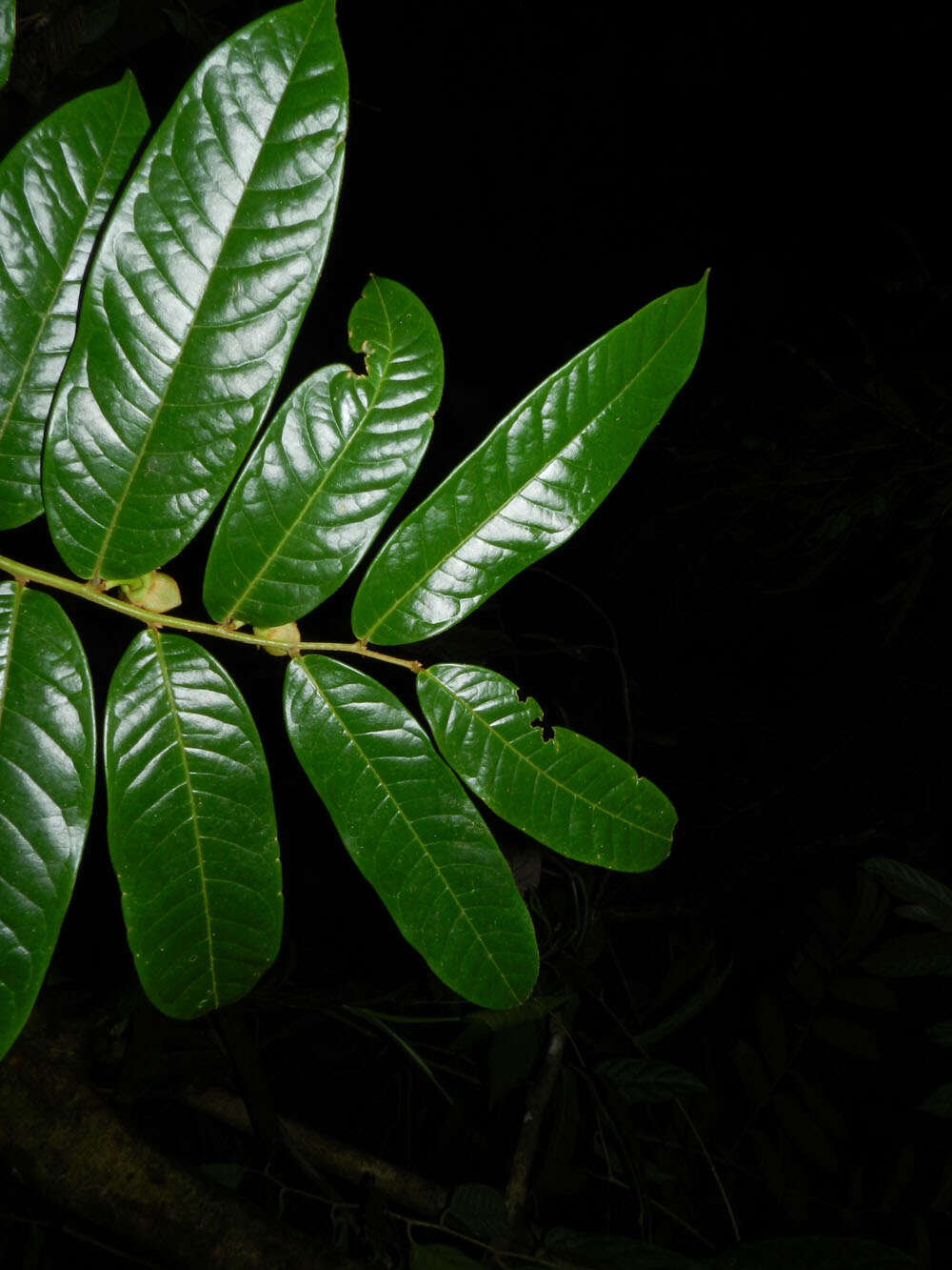 Image of Guatteria pudica N. Zamora & Maas