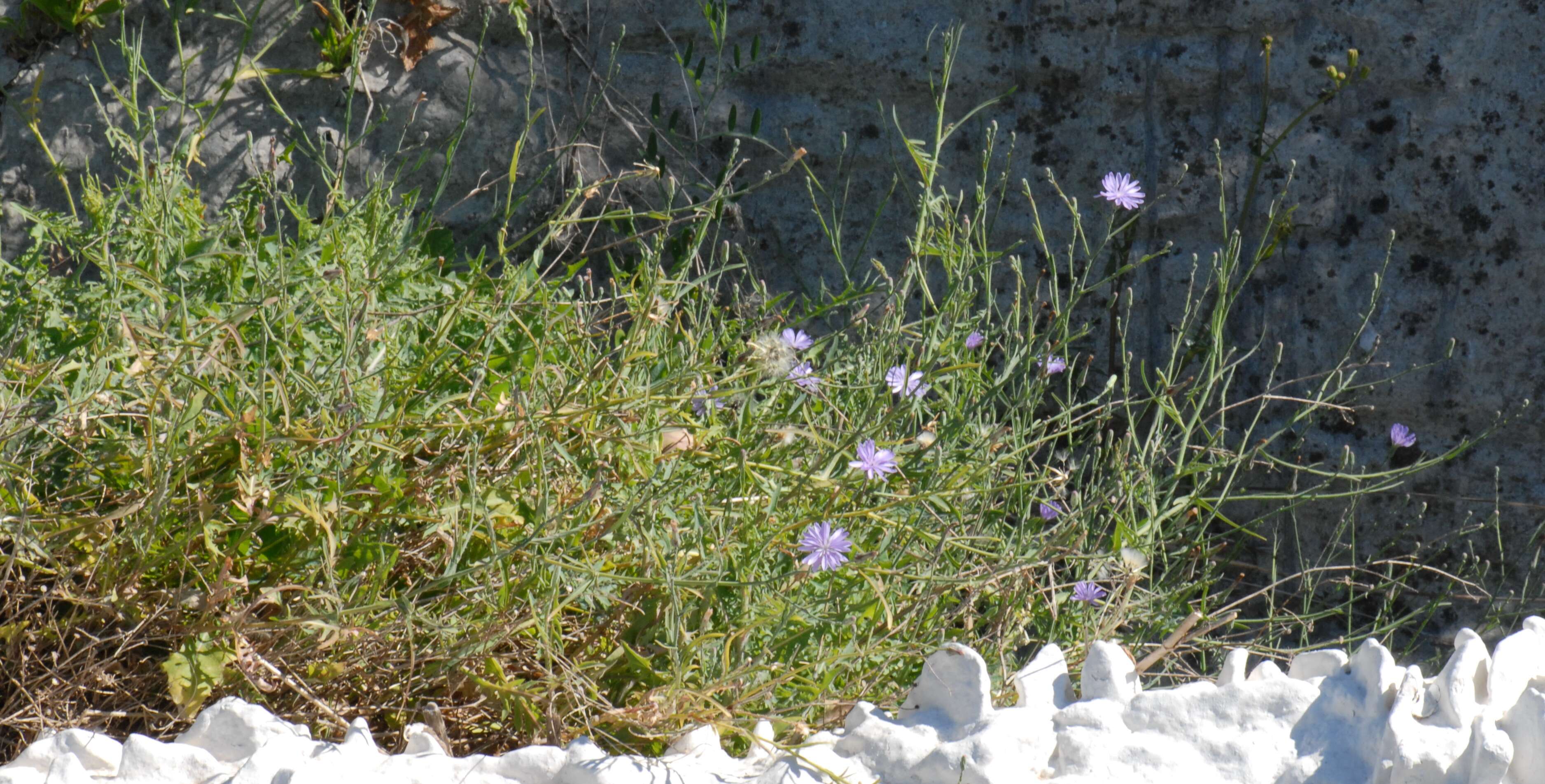 Image of Lactuca tenerrima Pourr.