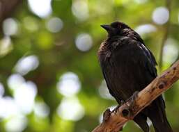 Image of Cowbird