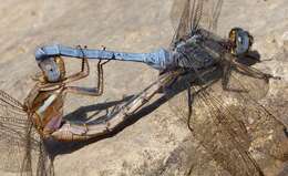 Image of Epaulet Skimmer